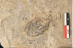 Foto (Detailansicht) von Walchia piniformis Sternbg. (NHMW-GEO-2024-0188-11121)